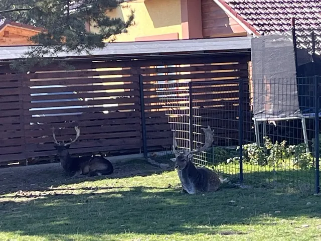 Svačinky pro daňky